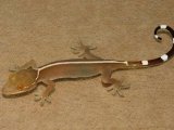 Полосатый геккон в Борзя