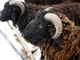 Каракульские овцы в Курлово