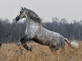 Андалузская лошадь в Орске