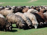 Каракульские овцы в Лосино-Петровском