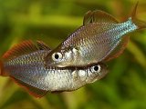 Радужная рыбка в Чебоксарах