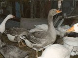 Ландская порода гусей в Томске