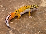 Леопардовый геккон в Гусиноозерске
