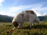 Румынская карпатская овчарка в Нижних Сергах