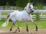 Терская лошадь в Новосиле