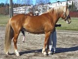 Финская лошадь в Орске