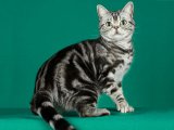 Американская короткошерстная кошка в Очере