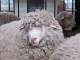 Куйбышевские овцы в Барнауле