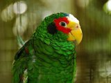 Амазон попугай в Арсеньеве