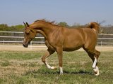 Карабахская лошадь в Орске