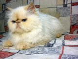 Гималайская кошка в Гае