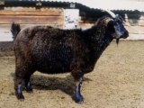 Придонская коза в Краснокумском