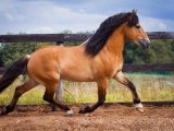 Белорусская упряжная лошадь в Арсеньеве