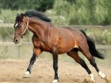 Ганноверская лошадь в Новосиле