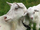 Зааненская коза в Белоусово