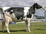 Голландская корова в Новосиле