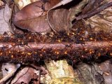 Бродячие муравьи в Чебоксарах