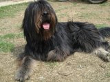 Сапсари, описание породы собаки в Барнауле