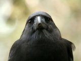 Ворона гавайская в Курлово