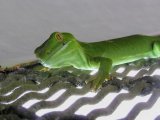 Зелёный геккон в Гусиноозерске