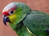 Амазон попугай в Гае