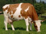 Симментальская корова в Шарапово