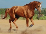 Буденновская лошадь в Лосино-Петровском
