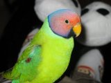 Ожереловый попугай в Арсеньеве