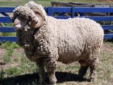 Овцы меринос в Новосиле