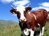 Красная степная корова в Новосиле