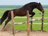 Голштинская лошадь в Томске