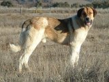 Пастушья собака Трансмонтано в России