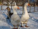Эмденская порода гусей в России