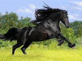 Фризская лошадь в Абдулино