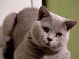 Британская короткошерстная кошка в России