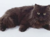 Йорская шоколадная кошка в России