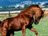 Карабахская лошадь в Кургане