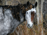 Киргизская лошадь в Абдулино
