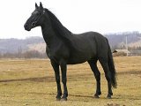 Карачаевская лошадь в Кургане