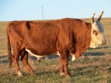 Калмыцкая корова в Бредах