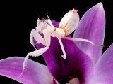 Орхидейный богомол в Долгопрудном