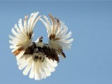 Николаевский голубь в Сарапуле