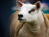 Овцы тексель в Бузулуке