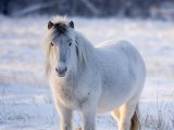 Якутская лошадь в Абакане