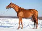 Тракененская лошадь в Новосиле