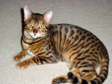 Бенгальская кошка в Грозном