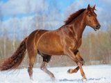 Буденновская лошадь в Орске
