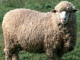 Овцы меринос в Шарапово