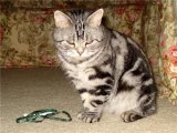 Американская короткошерстная кошка в Петропавловске-Камчатском