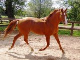 Ольденбургская лошадь в Орске